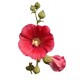 عرق گل ختمی- سرزمین سلامتی کاکوتی