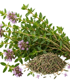 خرید عرق آویشن اصل + خواص برای سرماخوردگی، معده و عفونت | کاکوتی