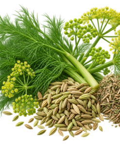 خرید عرق رازیانه اصل + خواص برای هورمون زنان، لاغری و قاعدگی | کاکوتی