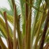 عرق طارونه یاغلاف گل نخل