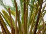 عرق طارونه یاغلاف گل نخل