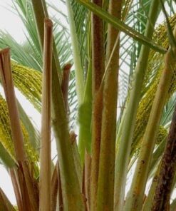 عرق طارونه یاغلاف گل نخل