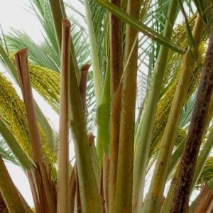 عرق طارونه یاغلاف گل نخل
