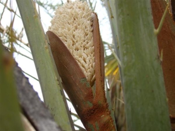 عرق طارونه یاغلاف گل نخل