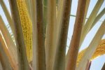عرق طارونه یاغلاف گل نخل