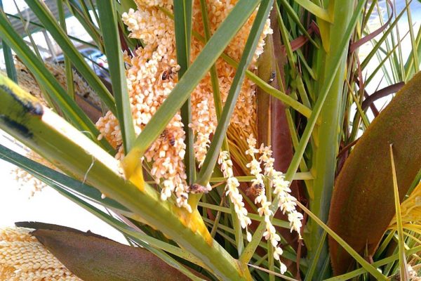 عرق طارونه یاغلاف گل نخل