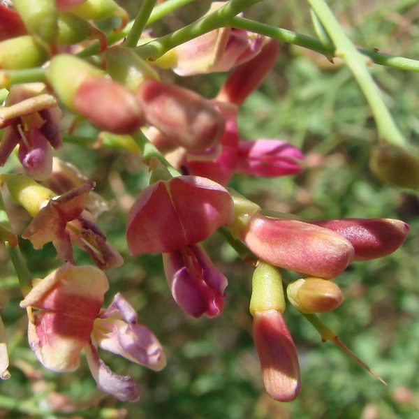 خارشتر