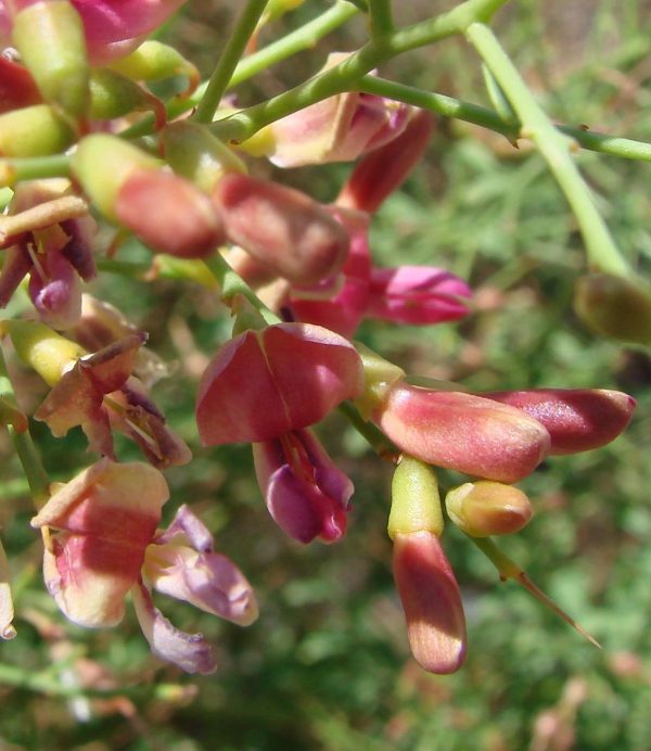 خارشتر