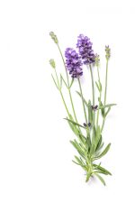 عرق اسطوخودوس