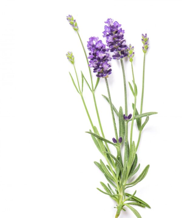 عرق اسطوخودوس