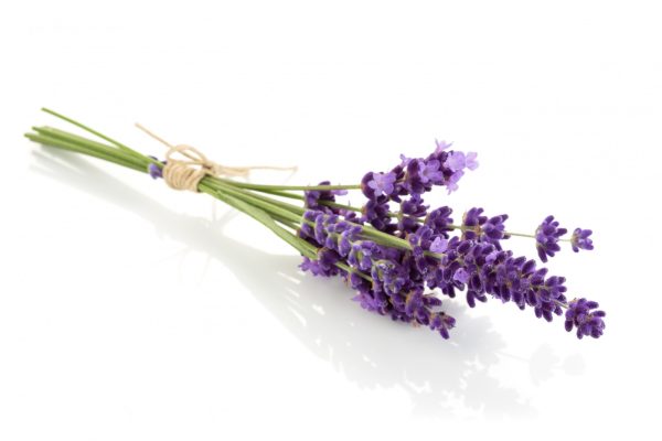 عرق اسطوخودوس