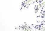 عرق اسطوخودوس