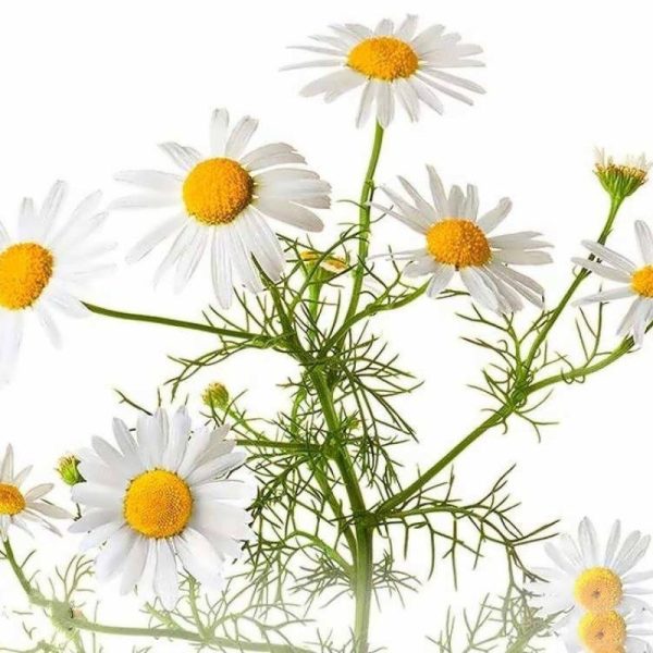 عرق بابونه
