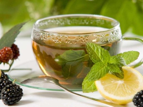 عرق بادرنجویه