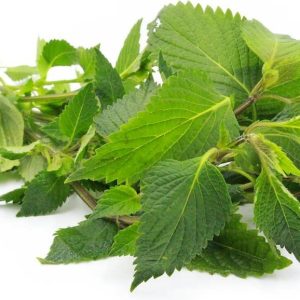 عرق بادرنجویه