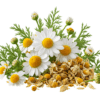 خرید عرق بابونه اصل + خواص برای میگرن، معده و افسردگی | کاکوتی
