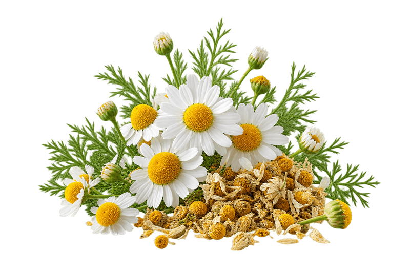 عرق بابونه 1 خرید عرق بابونه اصل + خواص برای میگرن، معده و افسردگی | کاکوتی