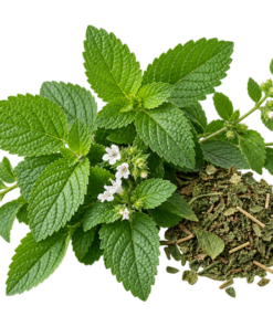 خرید عرق بادرنجبویه اصل + خواص برای اعصاب، تپش قلب و بی‌خوابی | کاکوتی