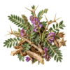 خرید اینترنتی عرق خارشتر خالص و سنتی. مدرّ و مسهل طبیعی، عرق‌آور، مقوی ایمنی بدن و مصفای درونی با تضمین کیفیت در فروشگاه کاکوتی.
