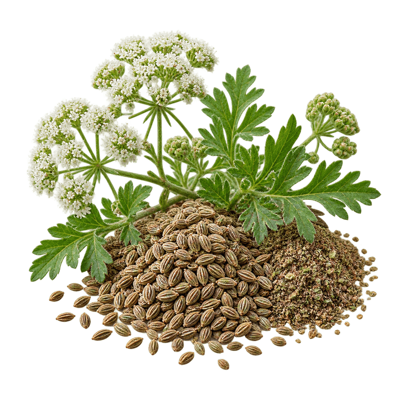 عرق زنیان 1 خرید عرق زنیان اصل + خواص عرق زنیان برای معده، آرتروز و سیاتیک | کاکوتی