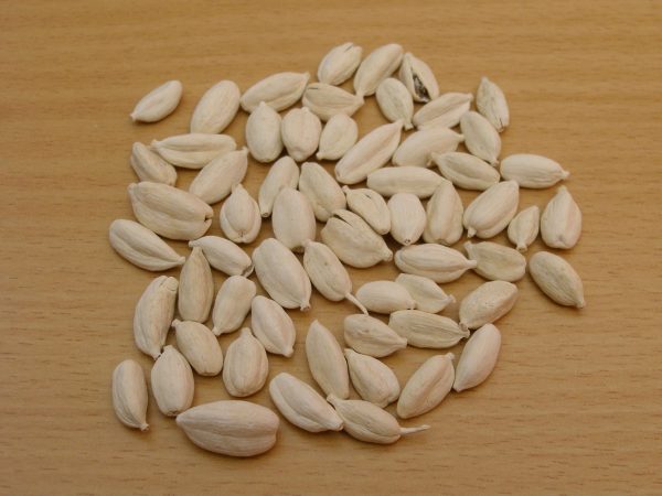 عرق هل