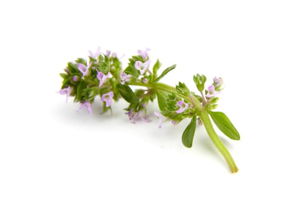 عرق سنبل الطیب