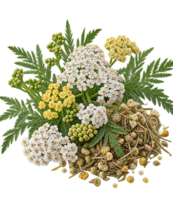 خرید عرق بومادران اصل + خواص برای تنظیم قاعدگی، معده و اعصاب | کاکوتی