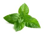 خواص عرق نعناع, عرق نعنا،عرق نعناع, خواص عرق نعنا, فواید عرق نعناع,
