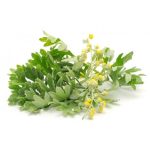 عرق افسنطین- سرزمین سلامتی کاکوتی