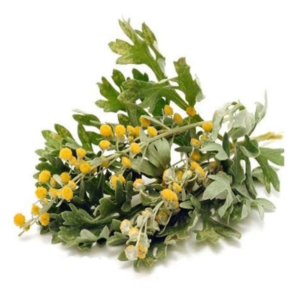 عرق افسنطین