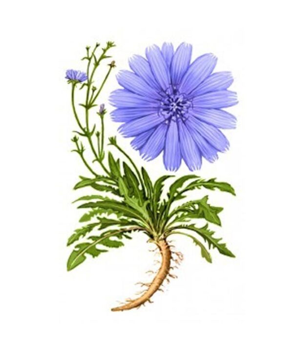 عرق کاسنی- سرزمین سلامتی کاکوتی