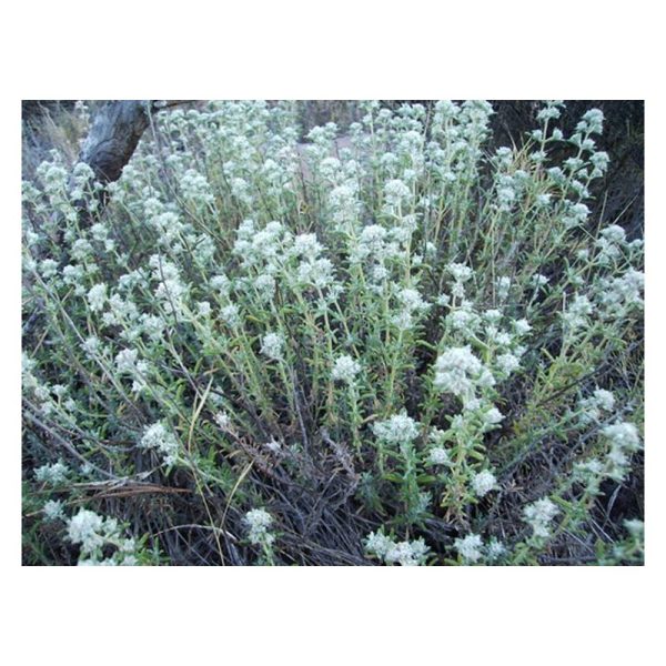 عرق کلپوره
