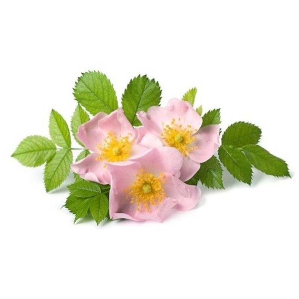 عرق نسترن