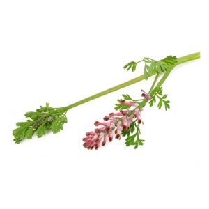 عرق شاتره- سرزمین سلامتی کاکوتی