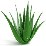 عرق آلوئه ورا