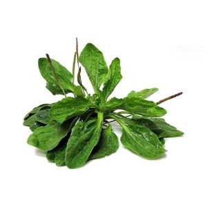 عرق بارهنگ- سرزمین سلامتی کاکوتی