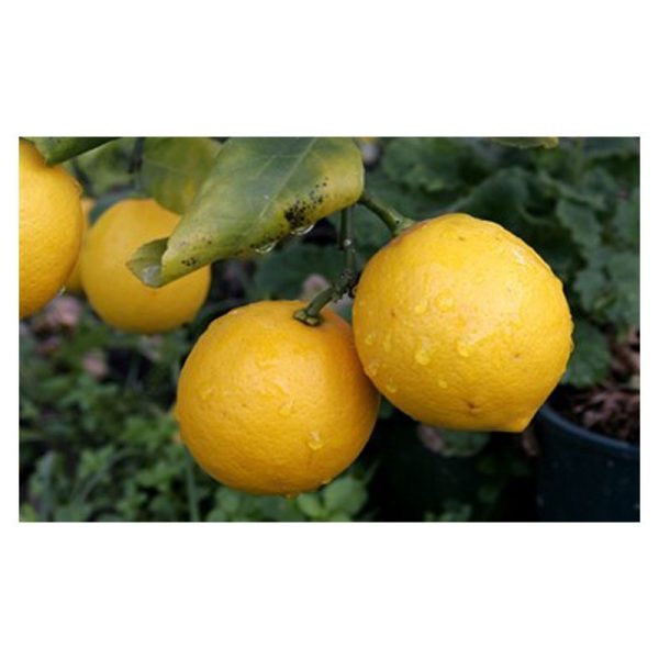 عرق ترنج