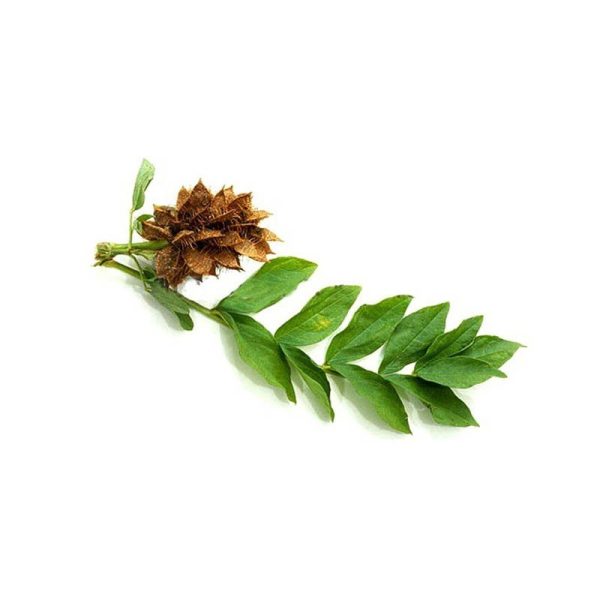 عرق شیرین بیان- سرزمین سلامتی کاکوتی