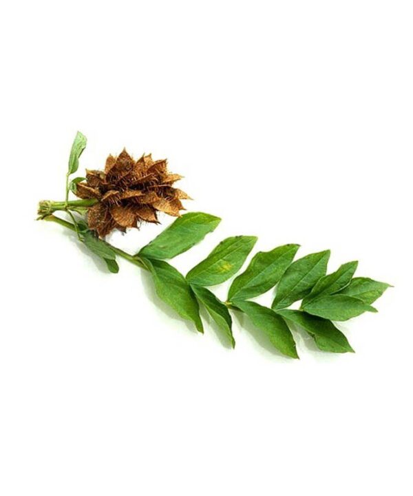 عرق شیرین بیان- سرزمین سلامتی کاکوتی