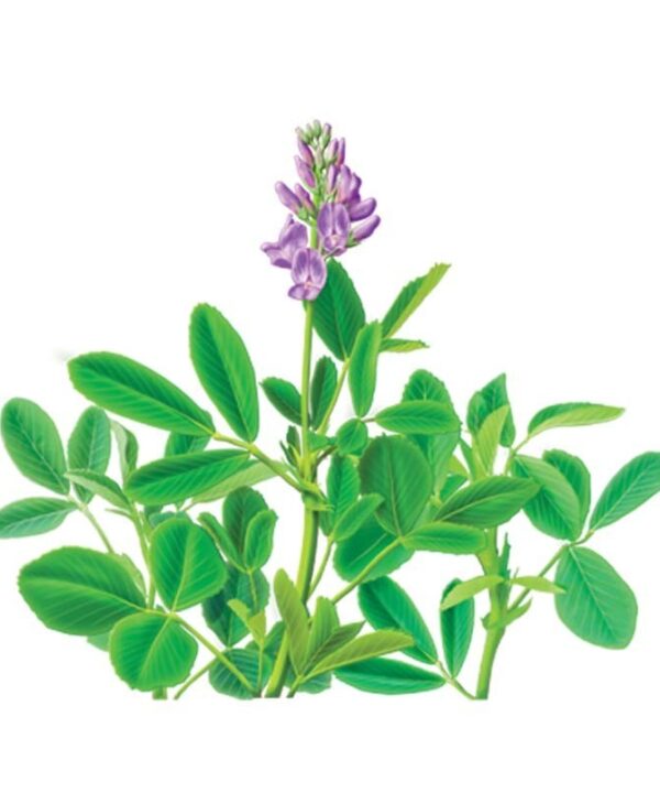 عرق یونجه- سرزمین سلامتی کاکوتی