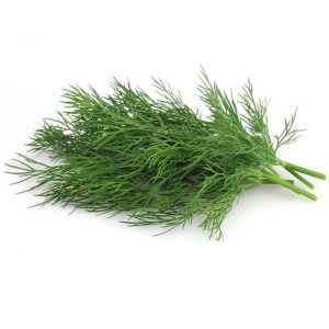 عرق شوید- سرزمین سلامتی کاکوتی