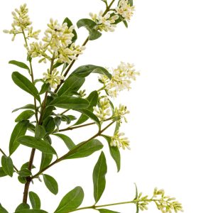عرق شکوفه سنجد- سرزمین سلامتی کاکوتی