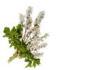 عرق شکوفه سنجد- سرزمین سلامتی کاکوتی