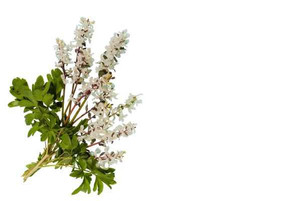 عرق شکوفه سنجد- سرزمین سلامتی کاکوتی