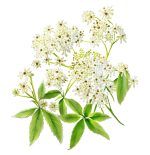 عرق شکوفه سنجد- سرزمین سلامتی کاکوتی