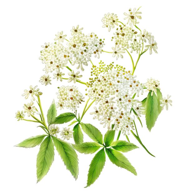 عرق شکوفه سنجد- سرزمین سلامتی کاکوتی