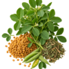 خرید عرق شنبلیله اصل + خواص برای دیابت، هورمون زنان و شیردهی | کاکوتی