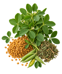 خرید عرق شنبلیله اصل + خواص برای دیابت، هورمون زنان و شیردهی | کاکوتی