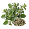 خرید عرق فراسیون اصل + خواص برای کیست تخمدان و عفونت ریه | کاکوتی