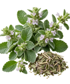 خرید عرق فراسیون اصل + خواص برای کیست تخمدان و عفونت ریه | کاکوتی